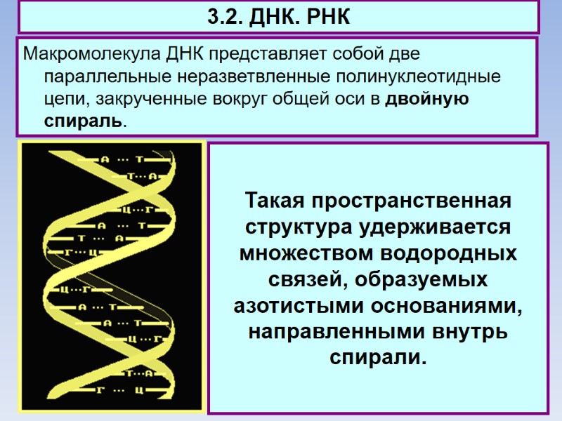 3.2. ДНК. РНК Макромолекула ДНК представляет собой две параллельные неразветвленные полинуклеотидные цепи, закрученные вокруг